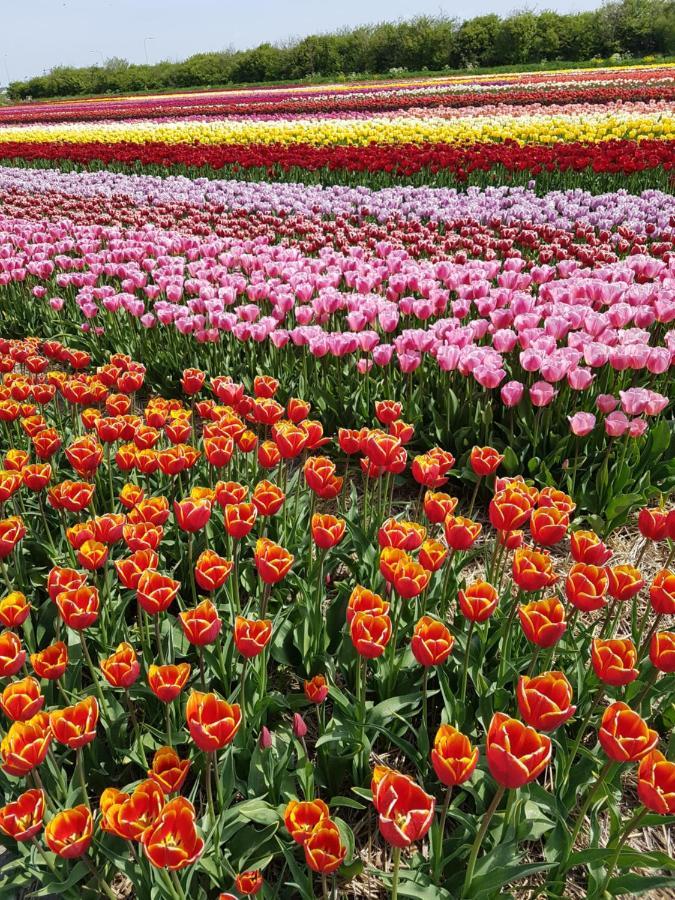 Romantisch Huisje Nabij Het Strand Met Uitzicht Op De Tulpenvelden Julianadorp Exterior photo